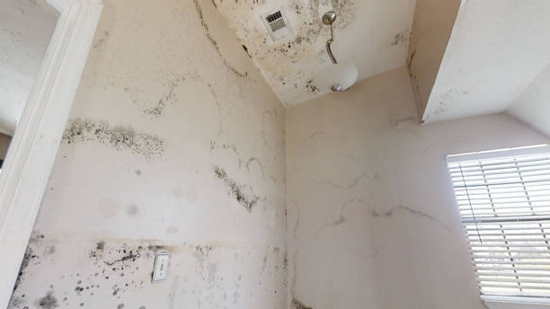 Best Airborne Mold Testing  in Glenwood, MN