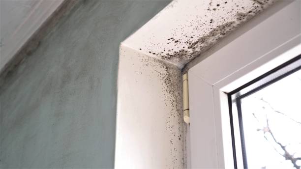 Best Emergency Mold Remediation  in Glenwood, MN