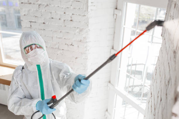 Best Mold Removal for HVAC Installations  in Glenwood, MN
