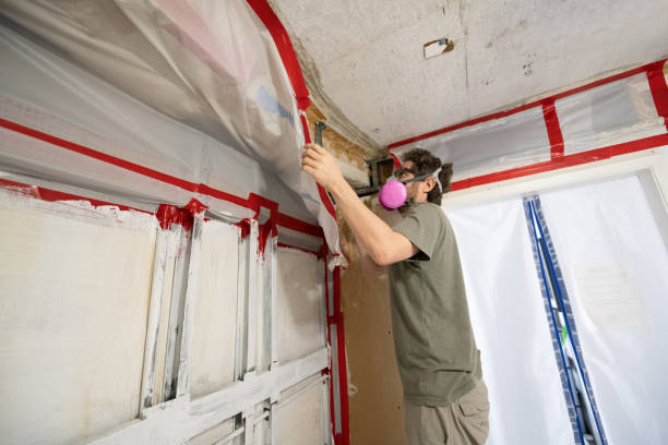 Best Water Damage & Mold Remediation  in Glenwood, MN