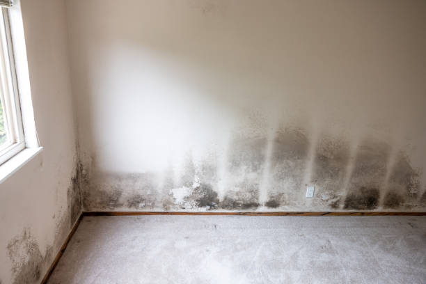Best Air Quality Testing for Mold Spores  in Glenwood, MN
